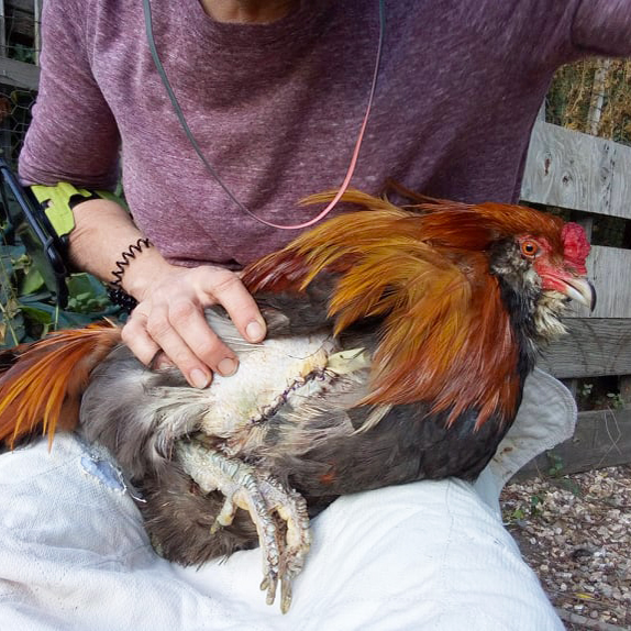 Alfalfa the Rooster photograph