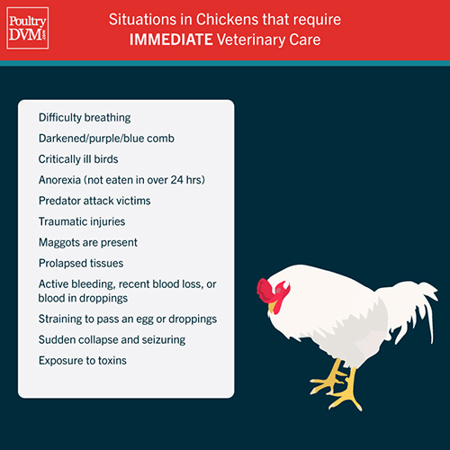 When to take your chicken to see your veterinarian