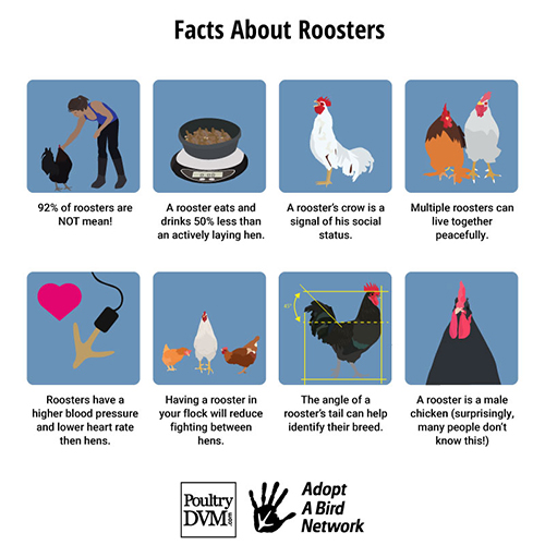 Facts about Roosters