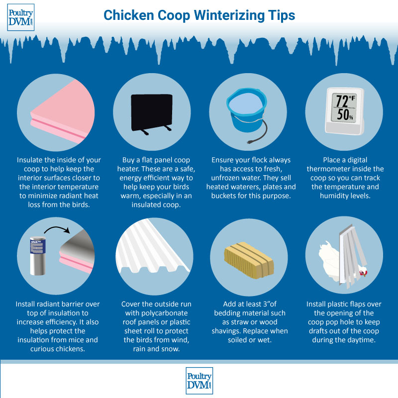 8 Winterizing Tips for Chicken Coops