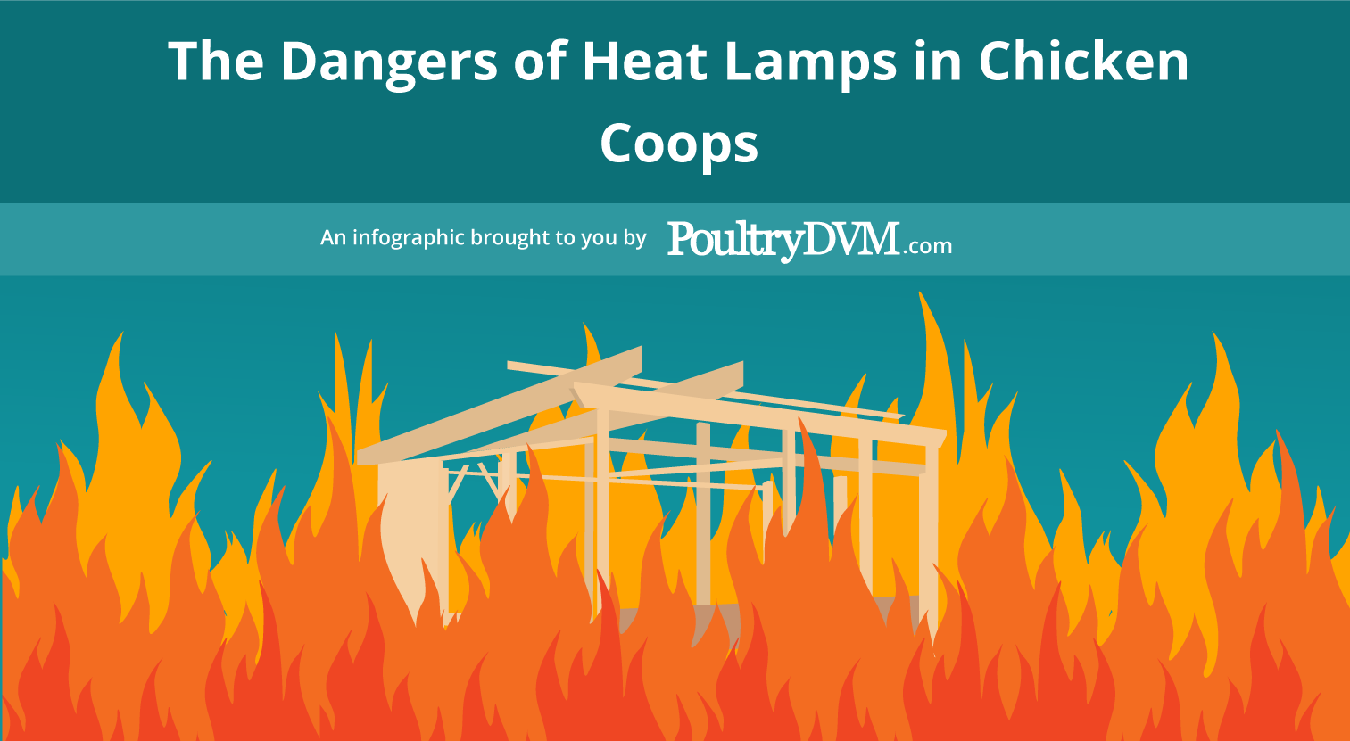 The Dangers of Heat Lamps in Chicken Coops Infographic