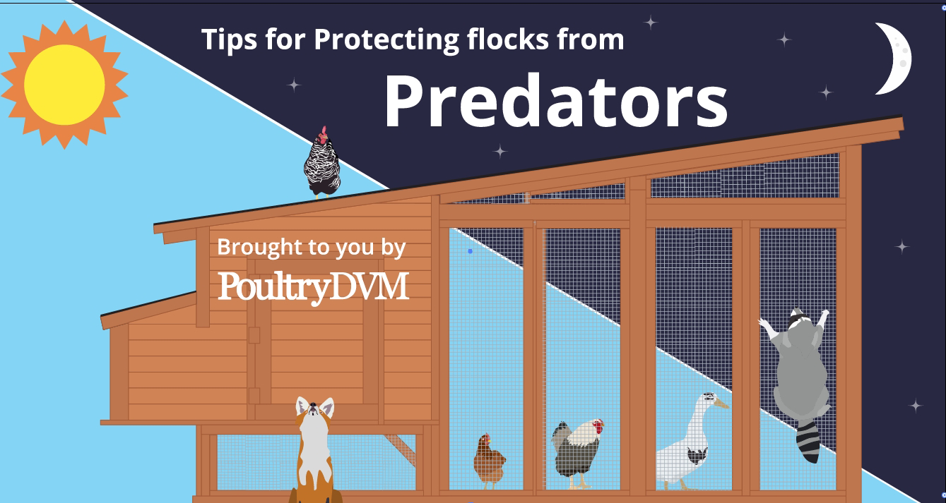 Tips for Protecting Chickens from Predators Infographic