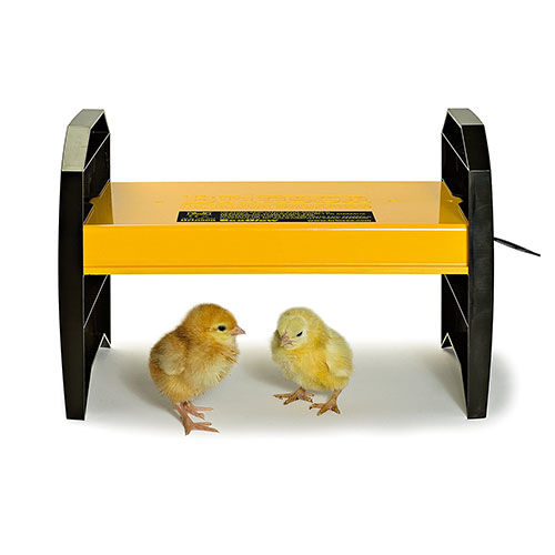 Brooder pneumonia in Chickens