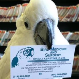 Bird Medicine and Surgery
