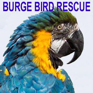 Burge Bird Services