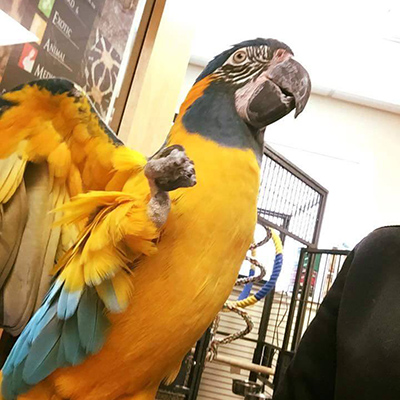 Center for Bird and Exotic Animal Medicine