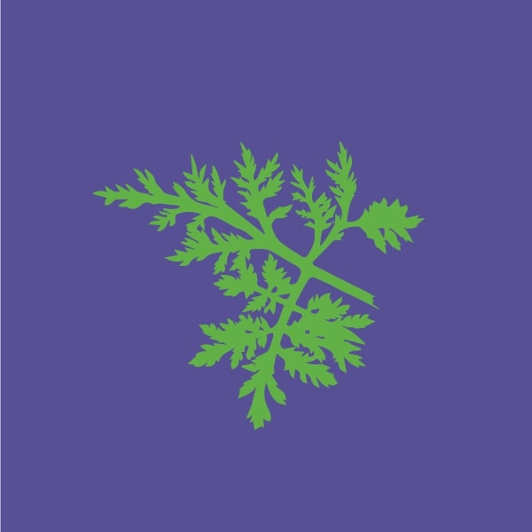 Wormwood