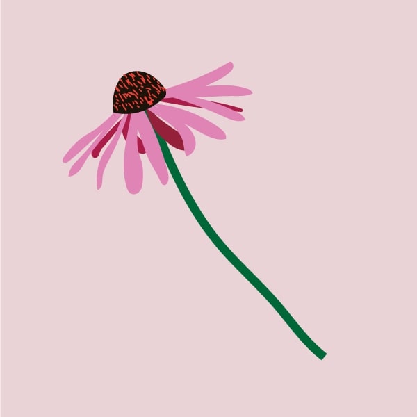 Coneflower