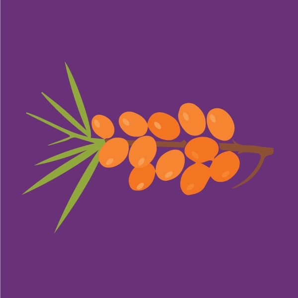 Sea Buckthorn