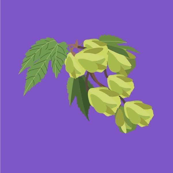 Hops