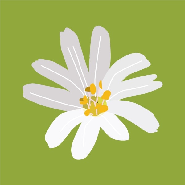 Chickweed