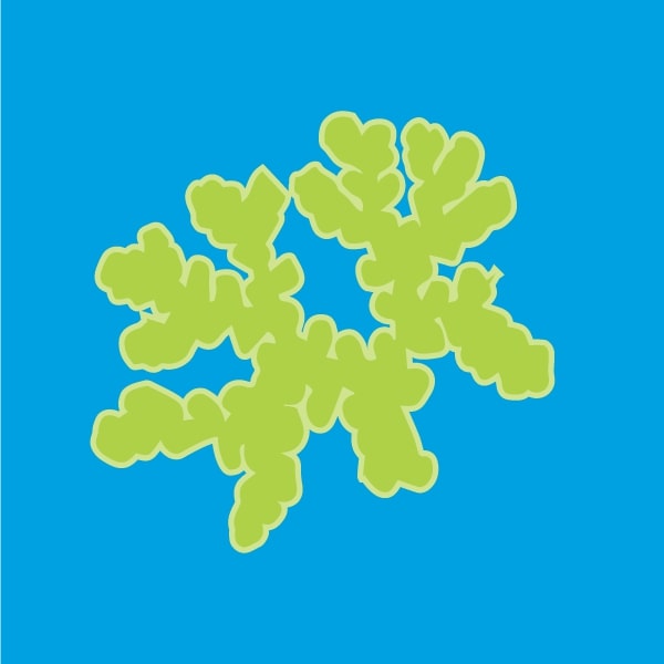 Spirulina