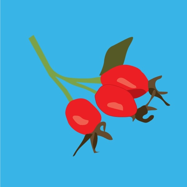 Rose hips
