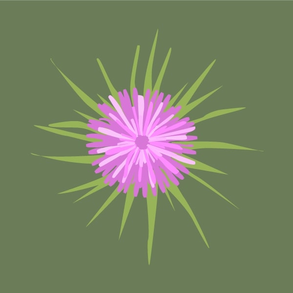 Milk thistle
