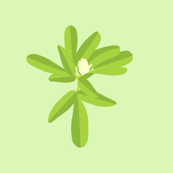 Fenugreek