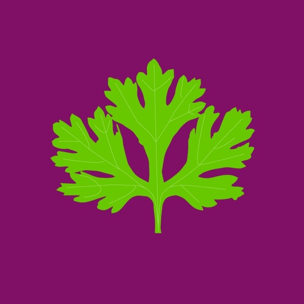 Cilantro