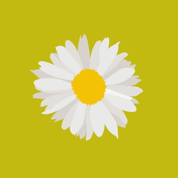 Chamomile