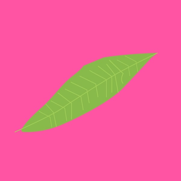 Lemon verbena