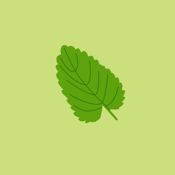 Lemon balm 