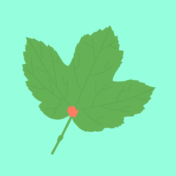 Goldenseal