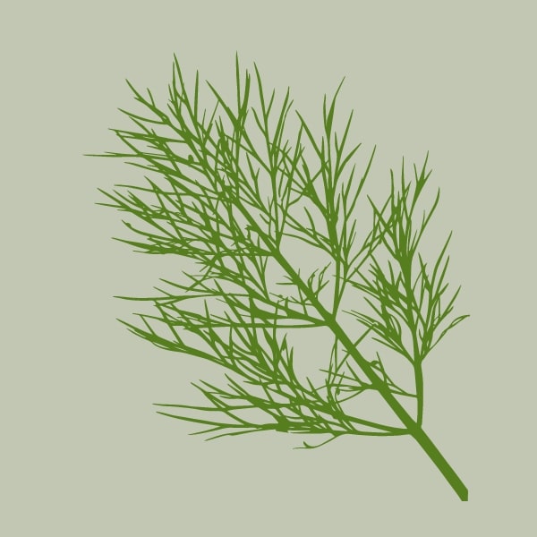 Dill