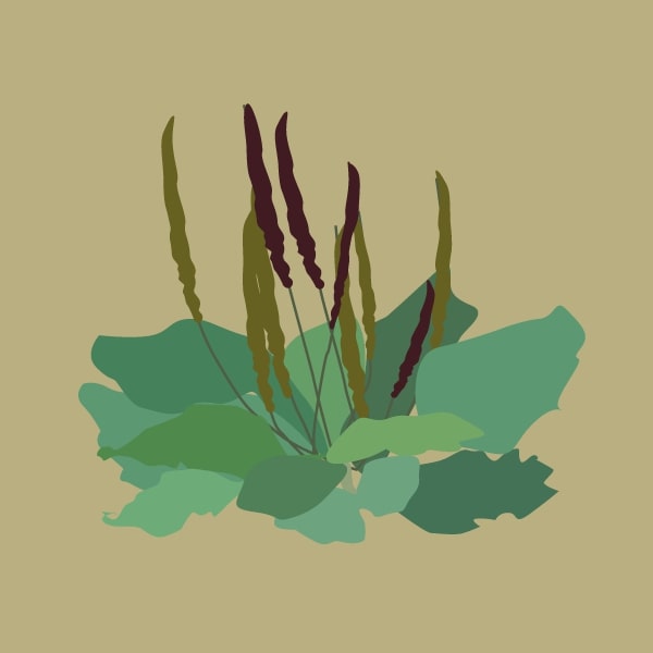 Plantain