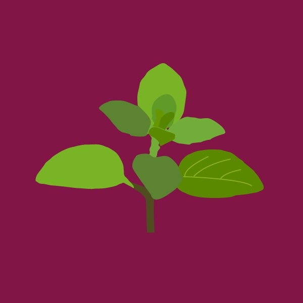 Marjoram