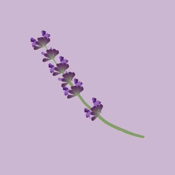 Lavender