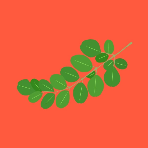 Moringa