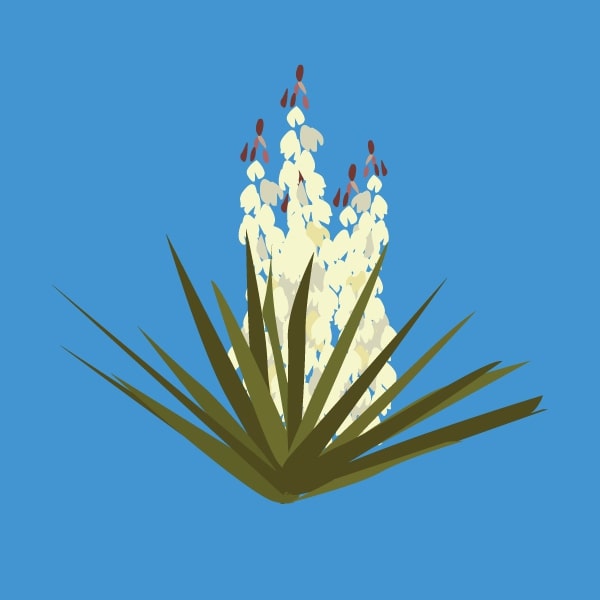 Yucca