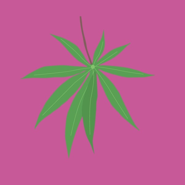 Cannabidiol (CBD)
