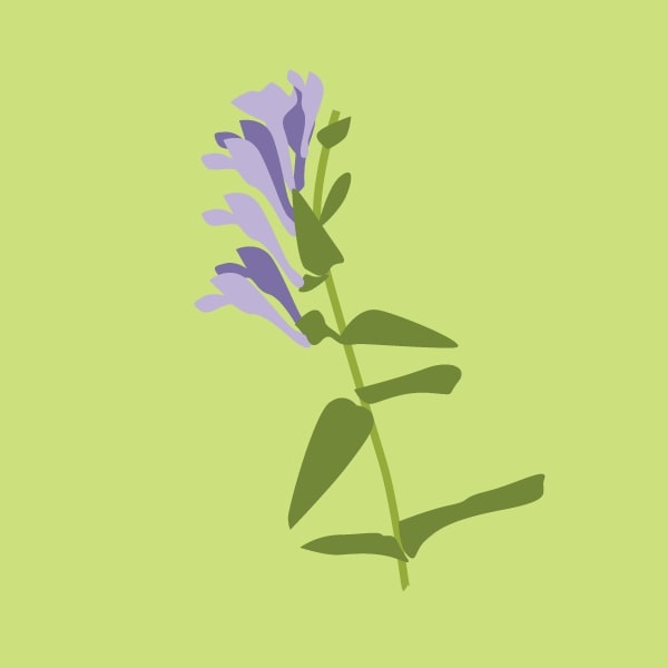 Chinese Skullcap