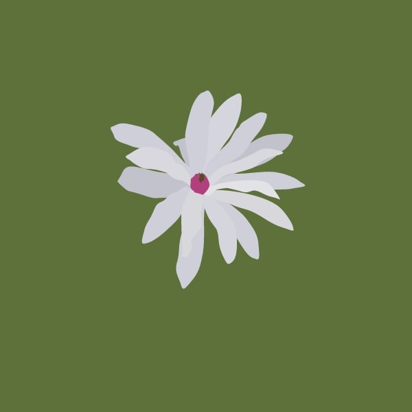 Magnolia