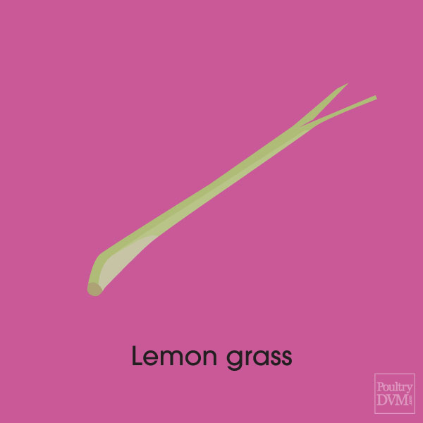 Lemongrass