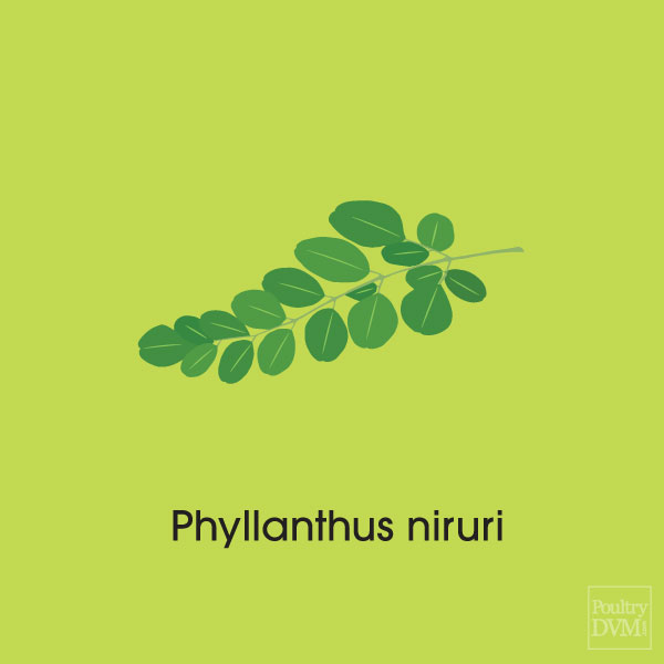Phyllanthus