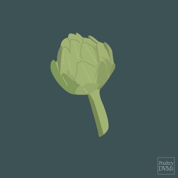Artichoke