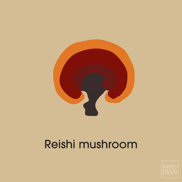 Reishi mushroom