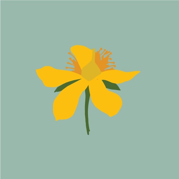 St. John's wort