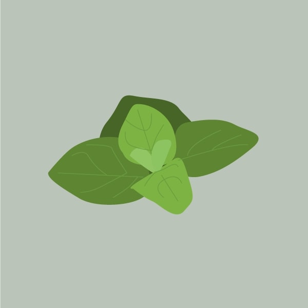 Oregano