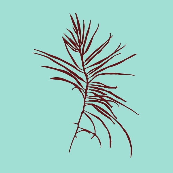 Red seaweed