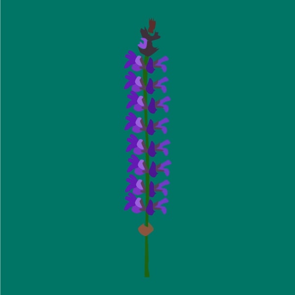 Sage