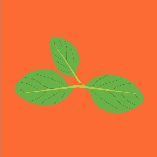 Basil