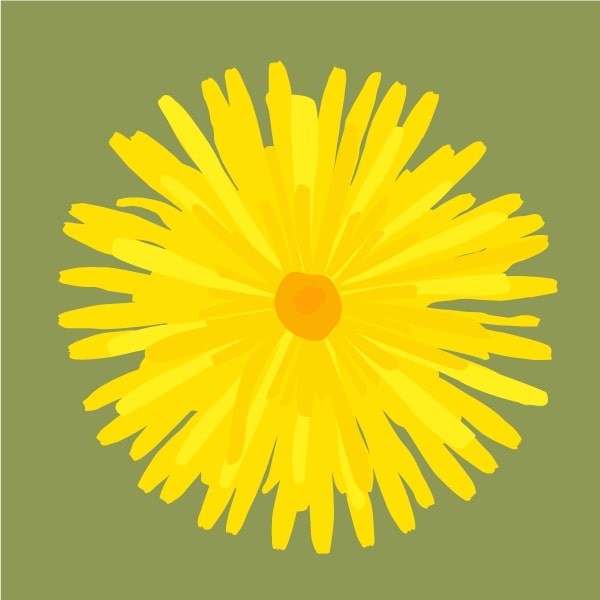 Dandelion