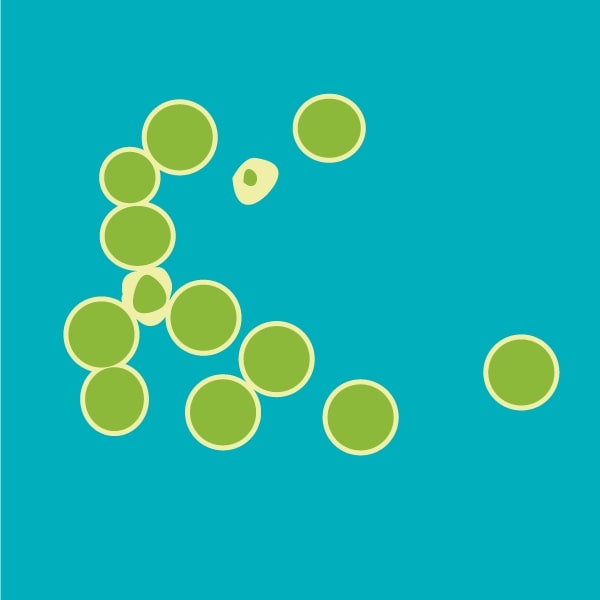 Chlorella