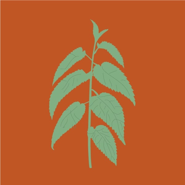 Stinging nettle