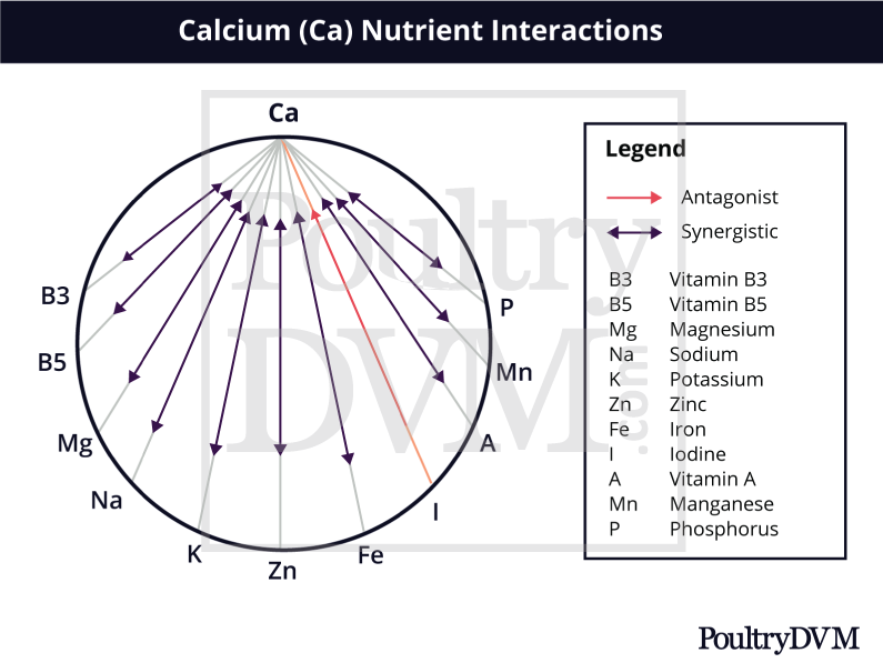 calcium nutrient interactions