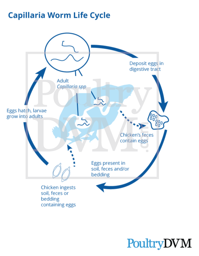 Capillaria Philippinensis Life Cycle
