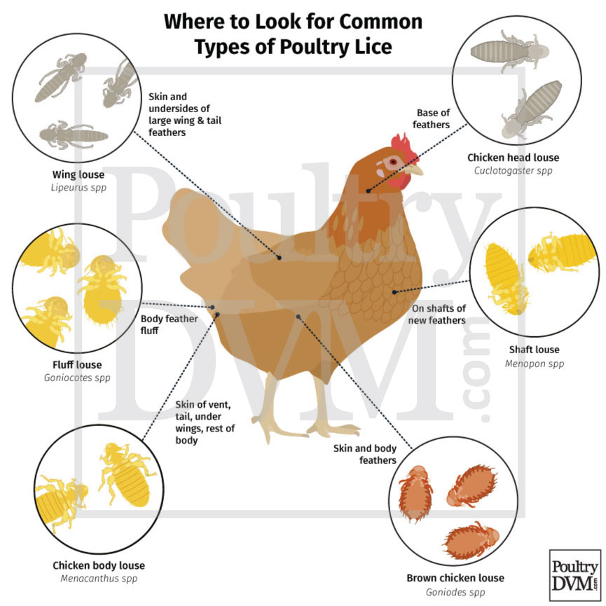 Common types of poultry Lice found on chickens