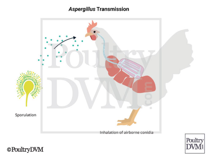 Aspergillus transmission to chickens