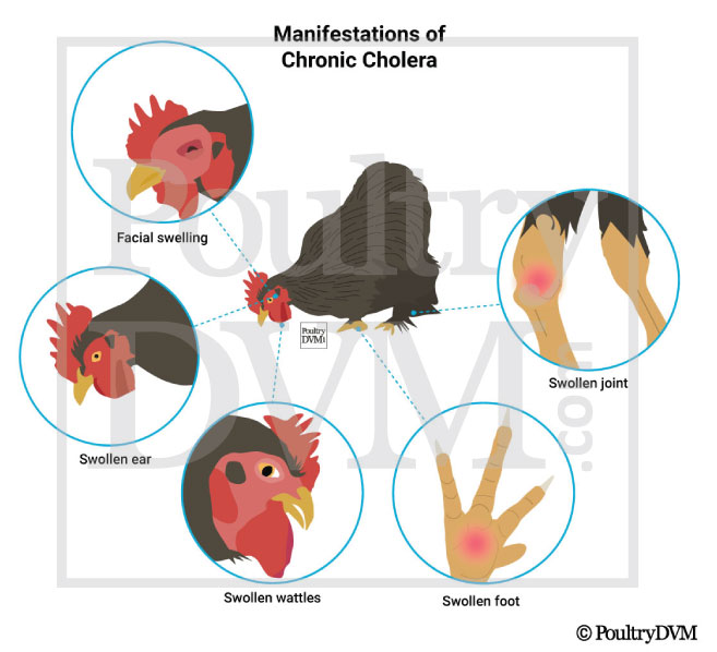 Manifestations of Chronic Fowl cholera in Chickens